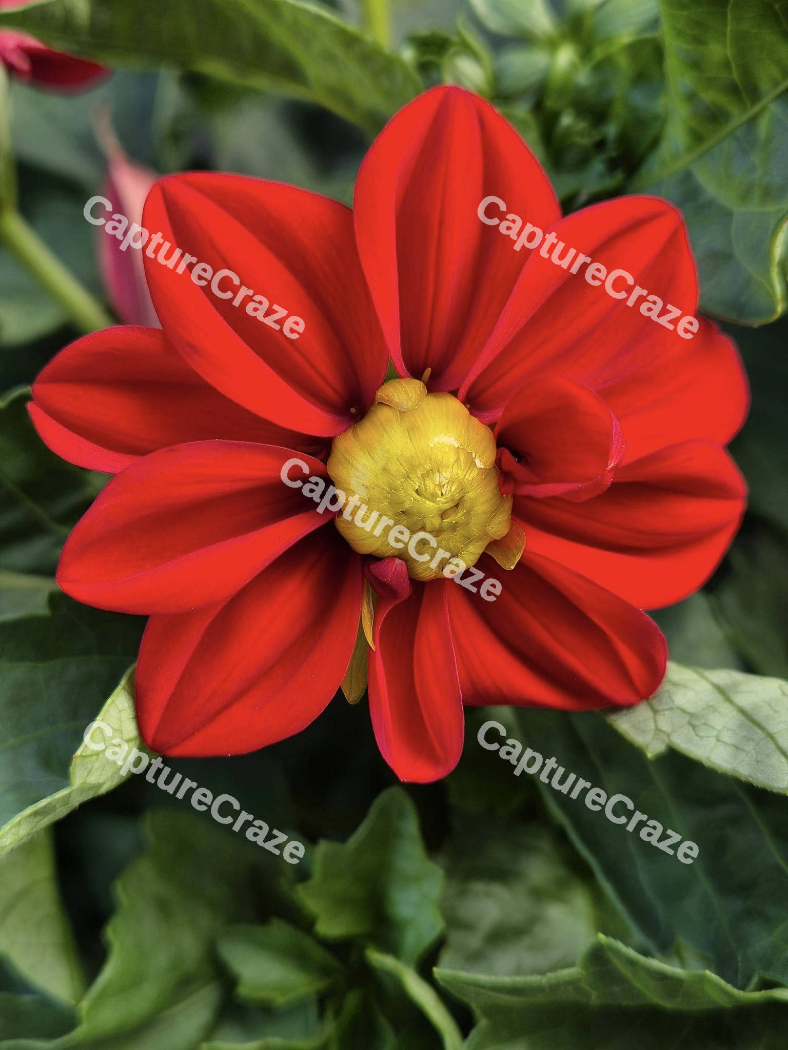 Red Dahlia Flower